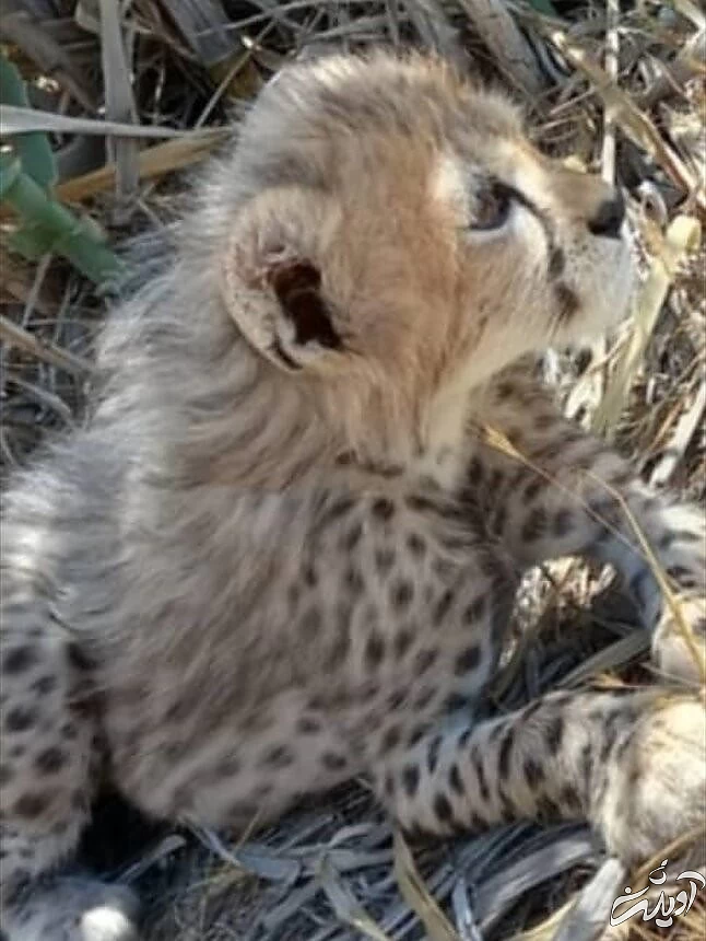  عکس‌های تازه از «پیروز» توله یوزپلنگ ایرانی 